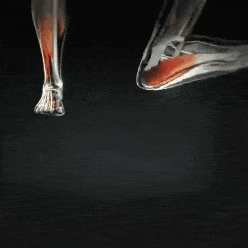 🔹Increases Mobility